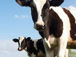 1 z 2 000 Britu muze mít onemocnení "sílené krávy"