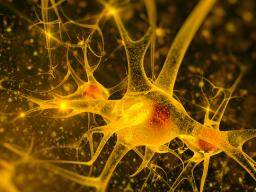 Lék na Parkinsonovu chorobu? Nahrazení poskozených mozkových bunek slibuje