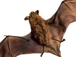 Lekce venování pozornosti hnedé netopýre
