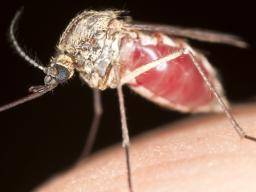 Der Vormarsch der resistenten Malaria "stellt eine ernsthafte globale Bedrohung dar"