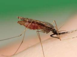 Afrika je více ohrozena malárií rezistentními na léky, nez se dríve domnívalo