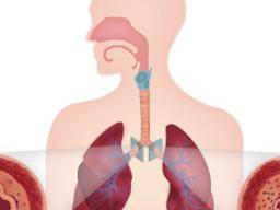 Airway Muscle-on-a-Chip simuliert Asthma beim Menschen