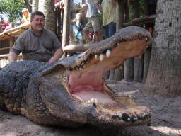 Krev aligátora muze být základem válecných antiinfektivních látek