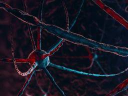 Alzheimer: Des protéines provenant de l'extérieur du cerveau peuvent être impliquées