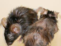 Anti-Aging-Peptid erholt das Fellwachstum, Nierengesundheit bei Mäusen