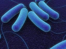 Antibiotikum odolné superbugy mohou být prekonány tím, ze "rozbíjí jejich steny"