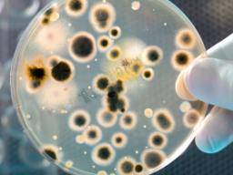 Antibiotika nalezené v bakteriích lidského tela