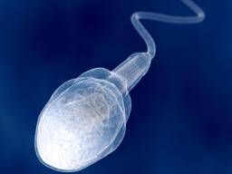 Jak muzi veku, jejich sperma obsahuje více mutací zpusobujících onemocnení