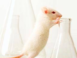 Síntomas de autismo "revertidos" en ratones por la droga de 100 años