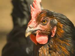 Étude sur la grippe aviaire enfin et entièrement publiée