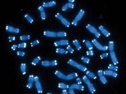Deti s prujemnou infekcí mají jako dospelé kratsí telomere