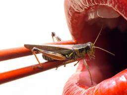 Boeuf contre insectes: Quel est le plus nutritif?