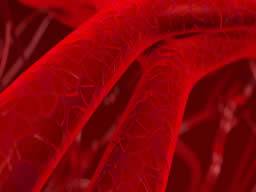Blutgefäß-Netzwerk, das erfolgreich von den Stammzellen hergestellt wird