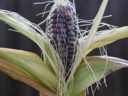 Blauer Mais kann helfen zu verhindern, metabolisches Syndrom zu behandeln