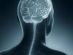 La récupération des lésions cérébrales peut être entravée par les médicaments couramment utilisés