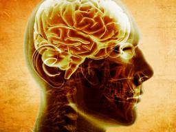 Gehirn Netzwerk anfällig für Alzheimer und Schizophrenie identifiziert