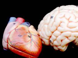Los patrones cerebrales son clave para el riesgo cardiovascular relacionado con el estrés