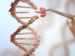 Durchbruch: Genbearbeitung repariert Mutation in menschlichen Embryonen