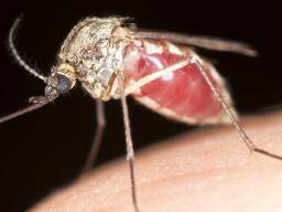 Prulom: dobré bakterie streva "vysoce úcinné" proti prenosu malárie