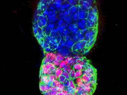 Percée: les scientifiques créent un embryon de souris