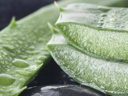 L'aloe vera peut-il traiter le psoriasis?