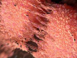 Krebs Durchbruch? Ein neuer Einblick in Metastasen könnte neue Behandlungsmöglichkeiten bieten