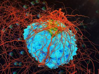 La croissance des cellules cancéreuses est stoppée avec les médicaments contre le rhume et la grippe