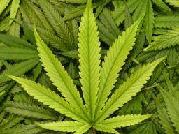 Le composé de cannabis peut réduire de moitié les crises chez les patients souffrant d'épilepsie grave