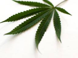 "Cannabiskonsum im Jugendalter hat negative Auswirkungen auf die Bildung"
