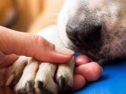 El cuidado de una mascota enferma puede aumentar la ansiedad y la depresión