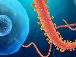 Le CDC publie des directives provisoires sur la surveillance du virus Ebola
