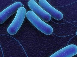 La maladie c?liaque peut être provoquée par une bactérie intestinale spécifique
