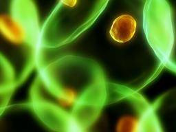 Zellen verdichten ihre DNA, wenn ihnen Sauerstoff oder Nährstoffe fehlen