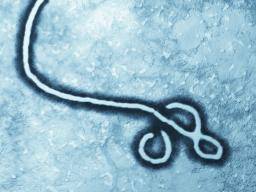Günstiger, schneller "Papierstreifen" -Test für Ebola, andere Infektionen, tritt näher