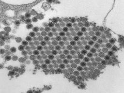 Chikungunya: Was du wissen musst