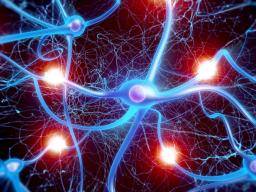 Douleur nerveuse chronique: les neurones sensoriels changent de rôle pour transmettre des signaux de douleur