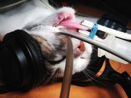 La música clásica ayudó a los gatos a relajarse durante la cirugía