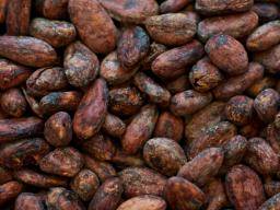 Kakao-Flavanole in Verbindung mit verbessertem Gedächtnis bei Senioren
