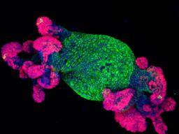Las células de cáncer colorrectal vuelven a las células que funcionan normalmente en el laboratorio
