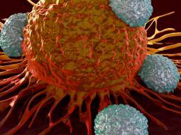 Kontrolle der Immunantwort beruht auf einem Schlüsselprotein, findet Studien