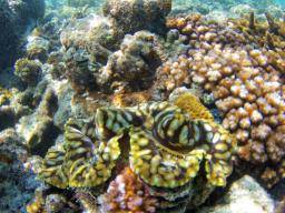 Korálové útesy prinásejí nové bílkoviny pro potírání HIV