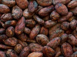 Könnte ein Kakaoextrakt Alzheimer verhindern?