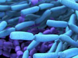 Könnten Probiotika Antibiotika bei der Wundheilung ersetzen?
