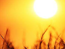 Könnte Sonnenlicht Auswirkungen auf Fruchtbarkeit und Lebensdauer haben?