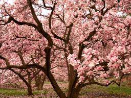 Le magnolia pourrait-il aider à combattre les cancers de la tête et du cou?