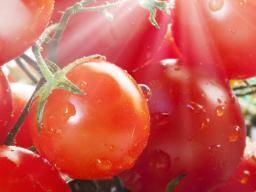 Täglicher Tomatenverzehr kann vor Hautkrebs schützen