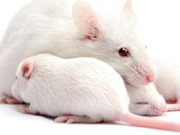 Neslysící mysi slysí znovu díky genetické terapii