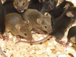 Tiefgefrorenes Hodengewebe produziert gesunde Baby-Mäuse