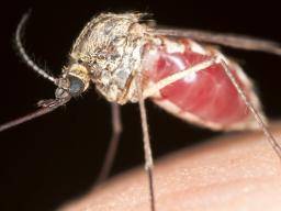 Dengue "ernsthafte Bedrohung" für große Teile Europas, Südamerika, sagt UN-Bericht