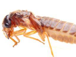 Vyzírali hmyz, aby nasi predchudci byli inteligentnejsí?